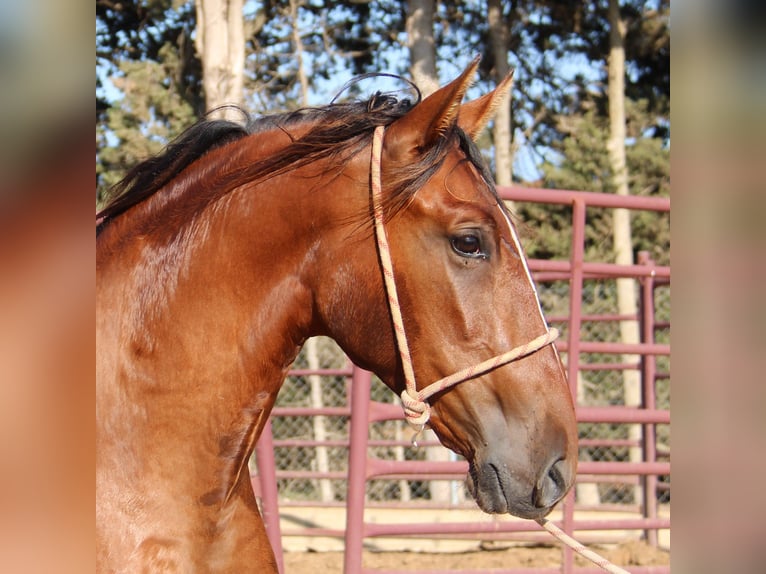 PRE Stallion 2 years 15,2 hh Brown in Vejer de la Frontera