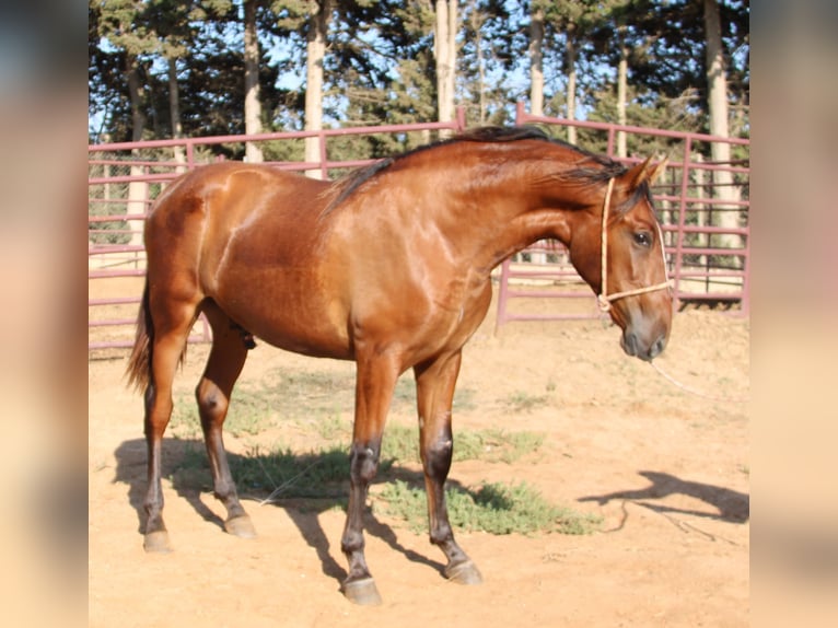 PRE Stallion 2 years 15,2 hh Brown in Vejer de la Frontera