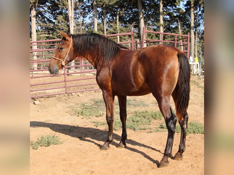 PRE Stallion 2 years 15,2 hh Brown in Vejer de la Frontera