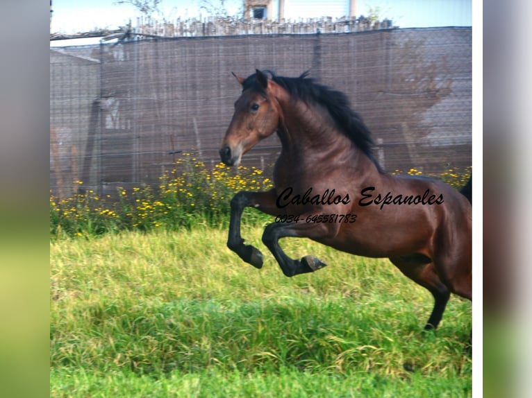 PRE Mix Stallion 2 years 15.2 hh Brown in vejer de la frontera