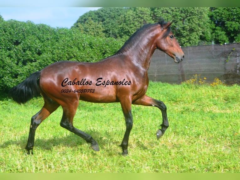 PRE Mix Stallion 2 years 15.2 hh Brown in vejer de la frontera