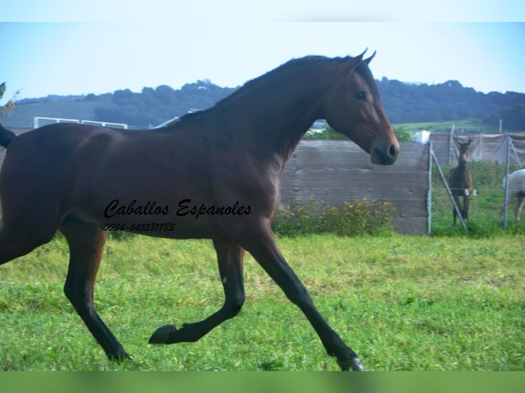 PRE Mix Stallion 2 years 15.2 hh Brown in vejer de la frontera