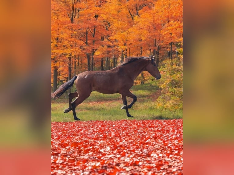 PRE Mix Stallion 2 years 15,2 hh Brown in Polenz