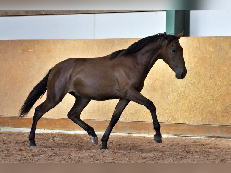 PRE Stallion 2 years 15.2 hh Brown in Waldhölzbach
