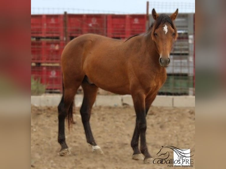 PRE Stallion 2 years 15,2 hh Brown in Alicante