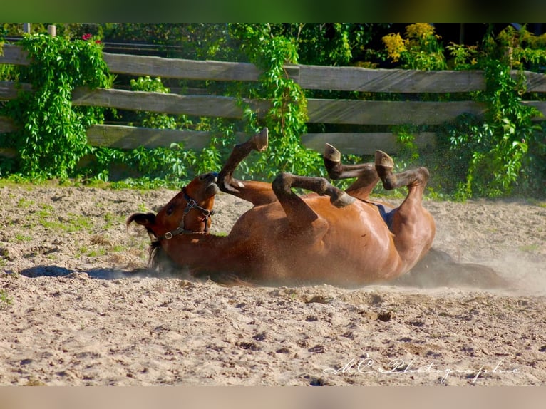 PRE Mix Stallion 2 years 15,2 hh Brown-Light in Polenz