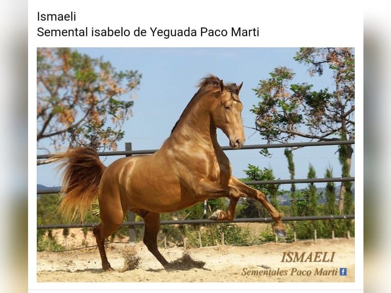 PRE Stallion 2 years 15,2 hh Brown in Marktoffingen