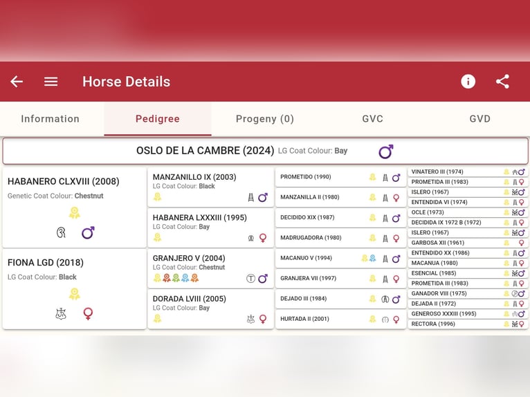 PRE Stallion 2 years 15.2 hh Chestnut-Red in Duffort