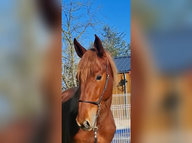 PRE Stallion 2 years 15.2 hh Chestnut-Red in Duffort