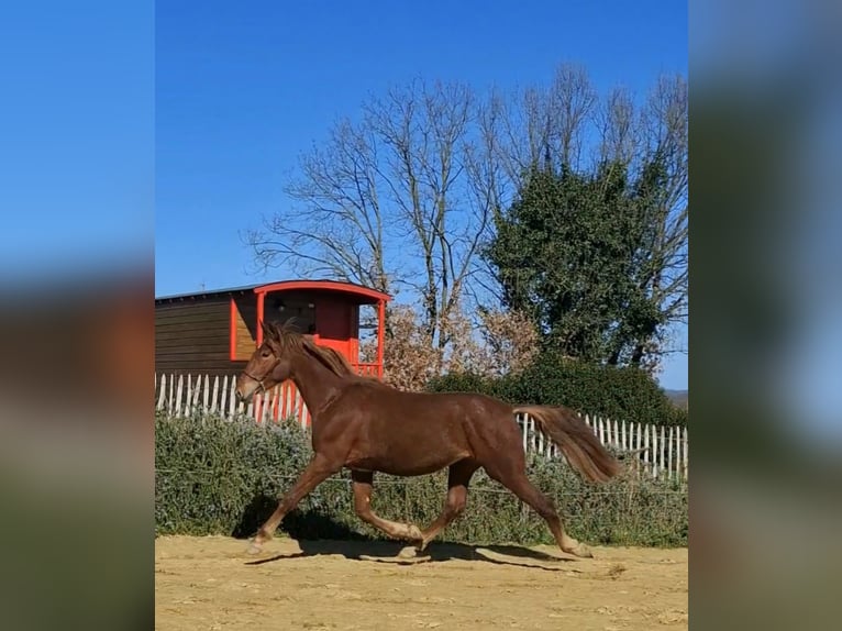 PRE Stallion 2 years 15.2 hh Chestnut-Red in Duffort