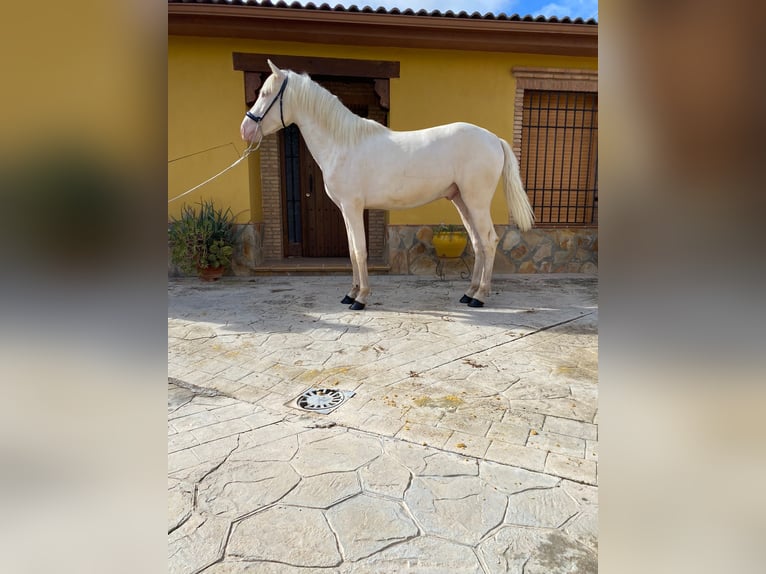 PRE Mix Stallion 2 years 15,2 hh Cremello in Valderrubio