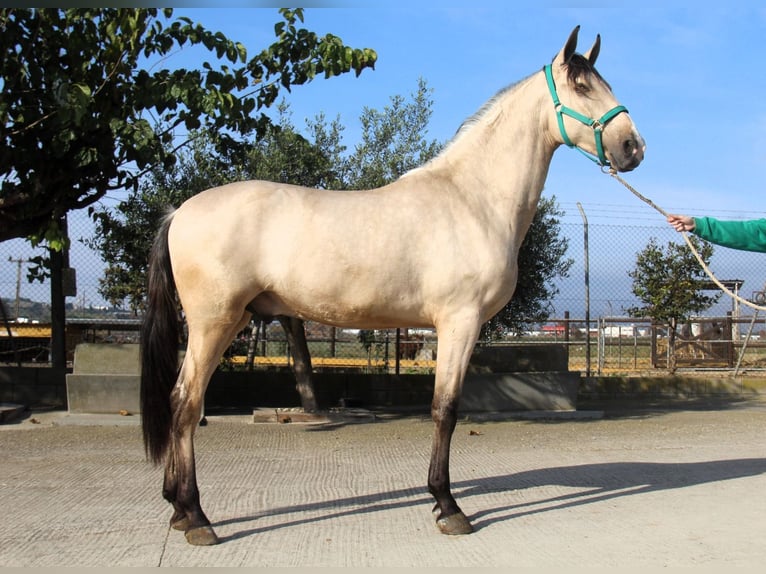 PRE Mix Stallion 2 years 15,2 hh in Hamburg