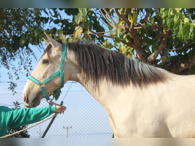 PRE Mix Stallion 2 years 15,2 hh in Hamburg