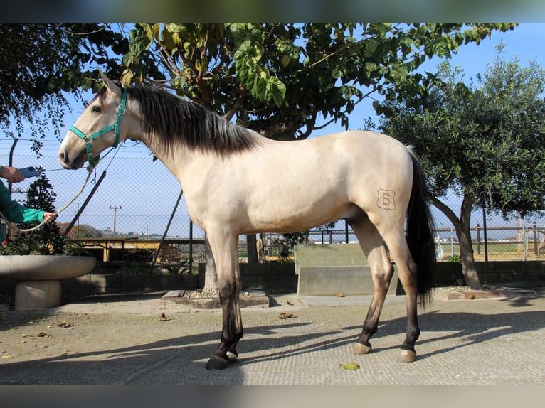 PRE Mix Stallion 2 years 15,2 hh in Hamburg