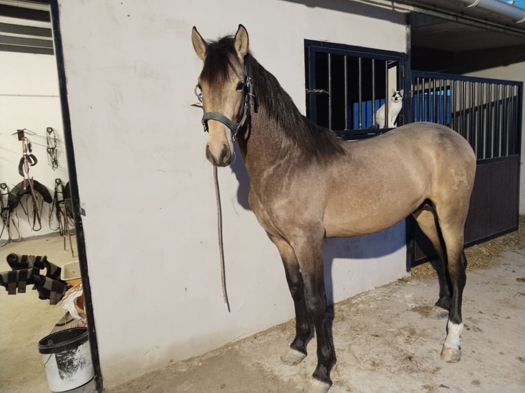 PRE Stallion 2 years 15.2 hh Dun in San Mateo De Gallego