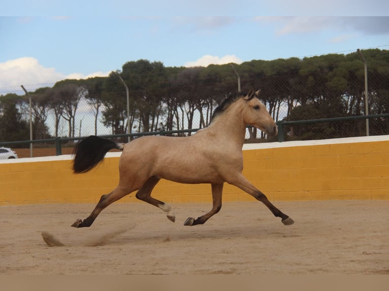 PRE Mix Stallion 2 years 15,2 hh Dun in Hamburg