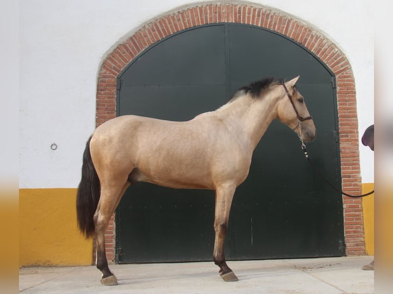 PRE Mix Stallion 2 years 15,2 hh Dun in Hamburg