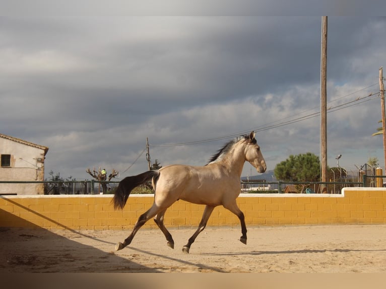 PRE Mix Stallion 2 years 15,2 hh Dun in Hamburg