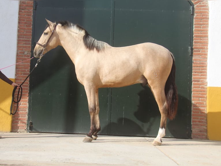 PRE Mix Stallion 2 years 15,2 hh Dun in Hamburg