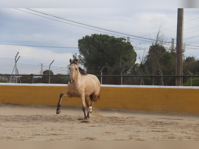 PRE Mix Stallion 2 years 15,2 hh Dun in Hamburg