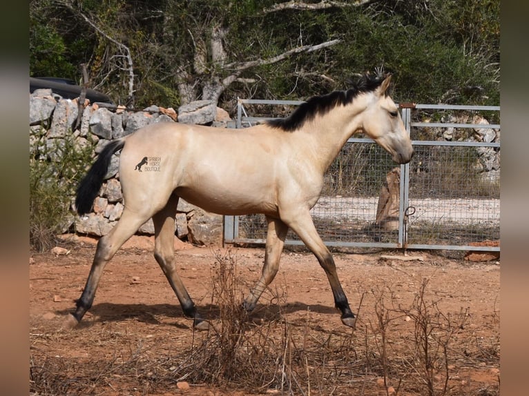 PRE Stallion 2 years 15,2 hh Dun in Mallorca