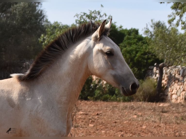 PRE Stallion 2 years 15,2 hh Dun in Mallorca