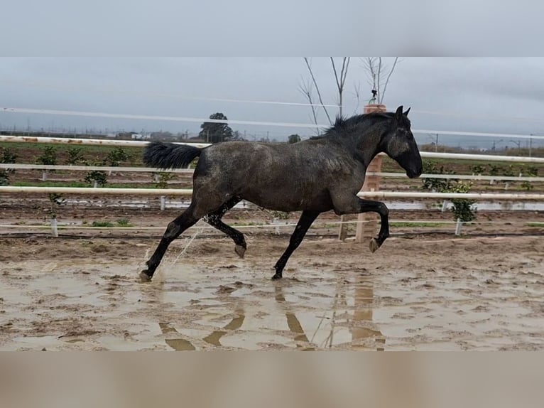 PRE Stallion 2 years 15.2 hh  in Los Rosales