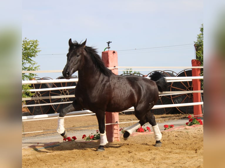 PRE Stallion 2 years 15.2 hh  in Los Rosales