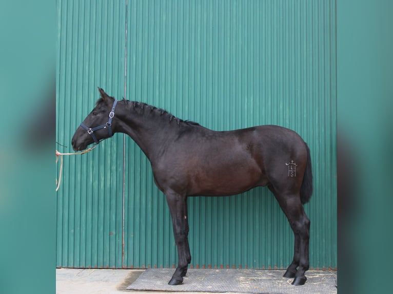 PRE Stallion 2 years 15.2 hh  in Los Rosales