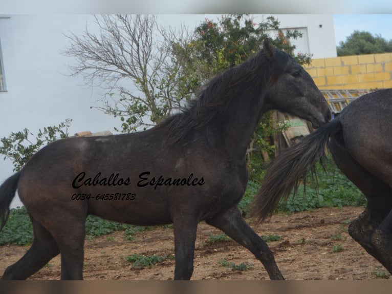 PRE Stallion 2 years 15,2 hh Gray-Dark-Tan in Vejer de la Frontera