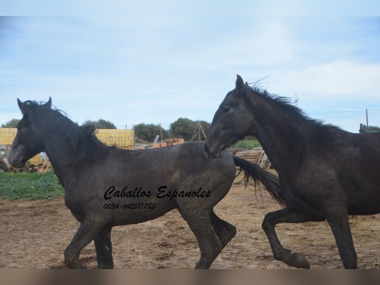 PRE Stallion 2 years 15,2 hh Gray-Dark-Tan in Vejer de la Frontera