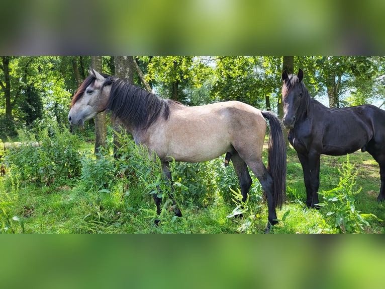 PRE Mix Stallion 2 years 15,2 hh Gray in Venray