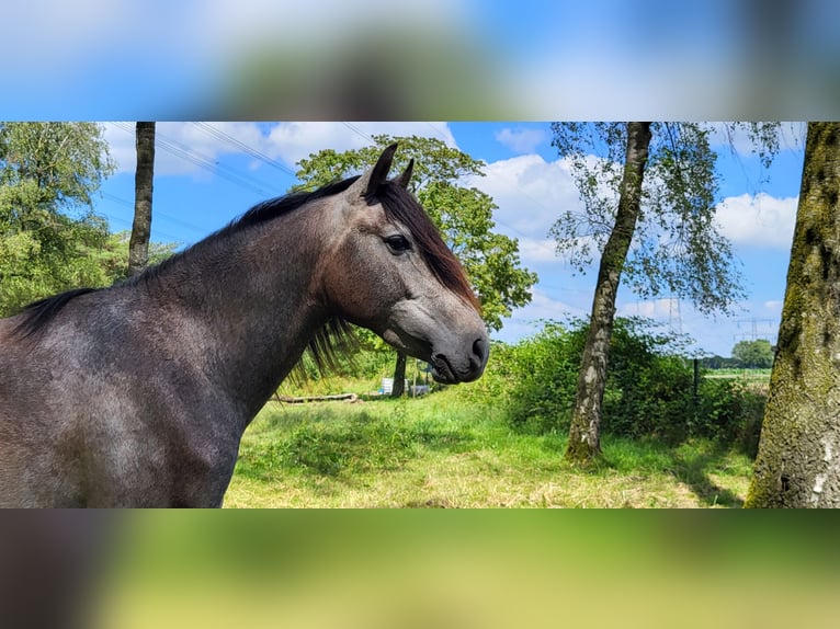 PRE Mix Stallion 2 years 15,2 hh Gray in Venray