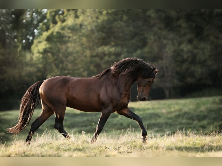 PRE Stallion 2 years 15,2 hh Gray in Waldh&#xF6;lzbach