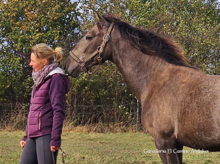 PRE Stallion 2 years 15,2 hh Gray in Polenz
