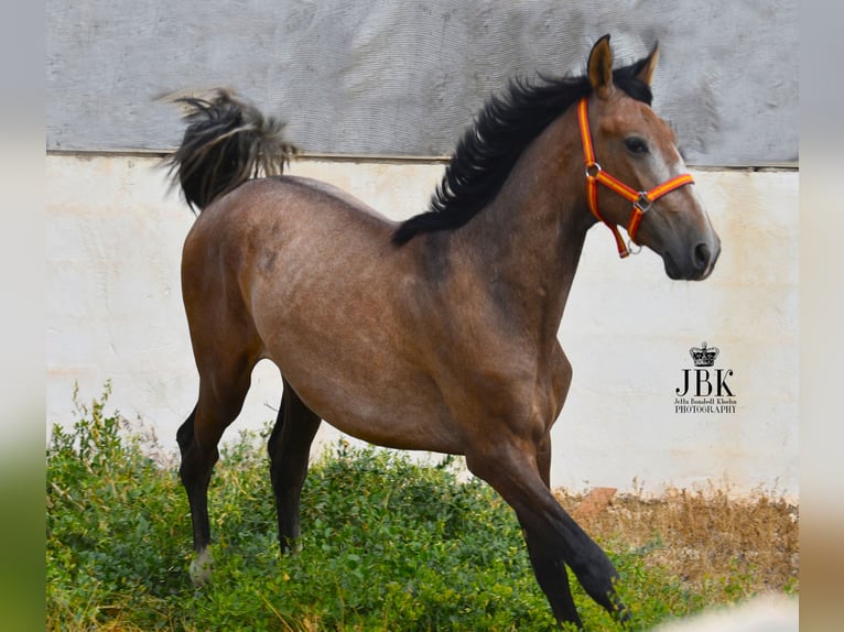 PRE Stallion 2 years 15,2 hh Gray-Red-Tan in Tabernas Almeria