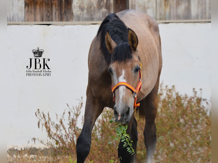 PRE Stallion 2 years 15,2 hh Gray-Red-Tan in Tabernas Almeria