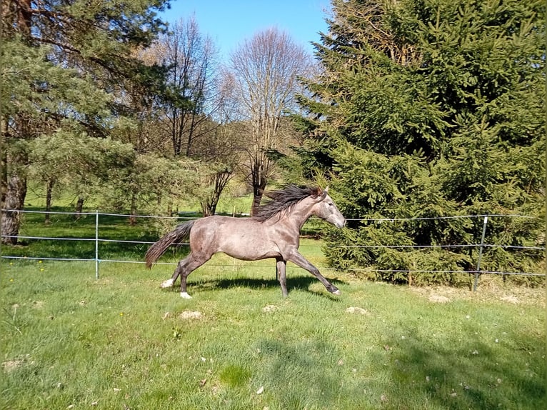 PRE Stallion 2 years 15.2 hh Grey in Langschlag
