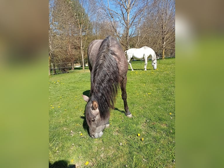 PRE Stallion 2 years 15.2 hh Grey in Langschlag