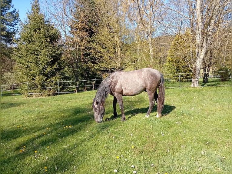 PRE Stallion 2 years 15.2 hh Grey in Langschlag