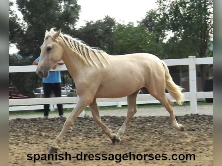 PRE Stallion 2 years 15,2 hh Palomino in Barcelona