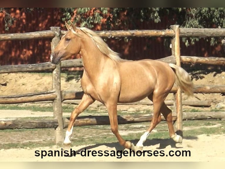 PRE Stallion 2 years 15,2 hh Palomino in Pedret i Marzá Cataluña