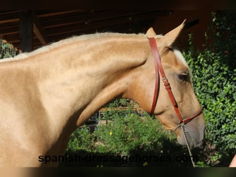 PRE Stallion 2 years 15,2 hh Palomino in Pedret i Marzá Cataluña