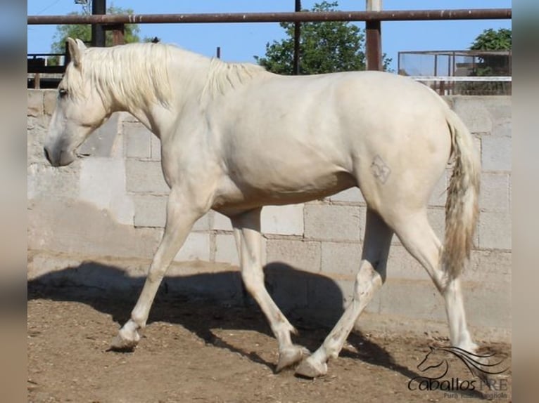 PRE Stallion 2 years 15,2 hh Palomino in Alicante