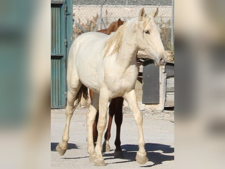 PRE Stallion 2 years 15,2 hh Palomino in Alicante