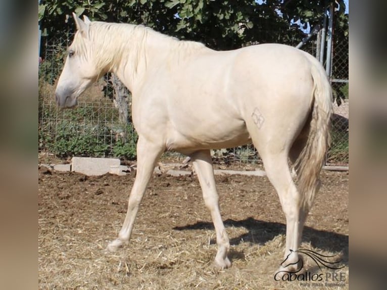 PRE Stallion 2 years 15,2 hh Palomino in Alicante