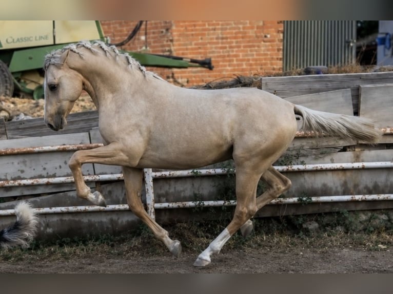 PRE Mix Stallion 2 years 15.2 hh Palomino in Almendral De La Cañada