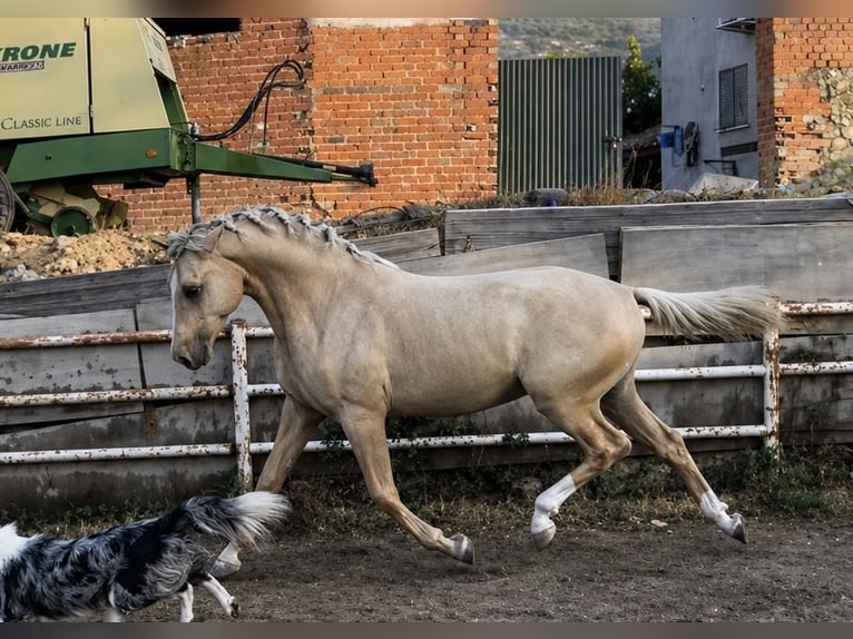 PRE Mix Stallion 2 years 15.2 hh Palomino in Almendral De La Cañada