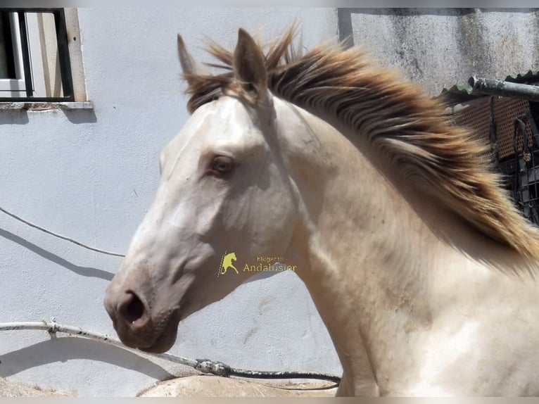 PRE Stallion 2 years 15.2 hh Pearl in Provinz Cordoba