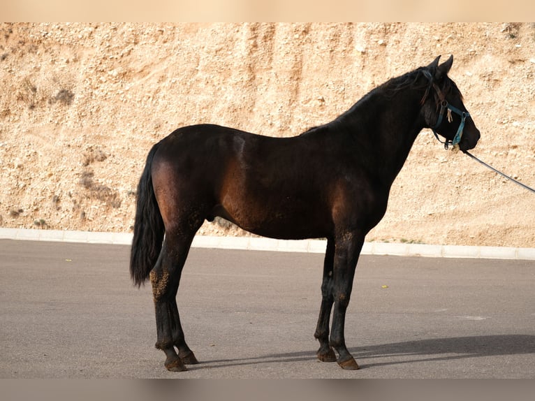 PRE Mix Stallion 2 years 15,3 hh Black in Hamburg